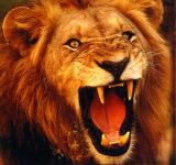 الصورة الرمزية king_of_year