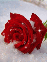 الصورة الرمزية ندى الورد