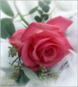 الصورة الرمزية ono2000