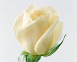 الصورة الرمزية eng.esraa