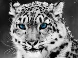 الصورة الرمزية cheetah