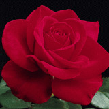 الصورة الرمزية الغندورة