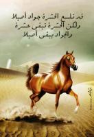 الصورة الرمزية ايسل التركى