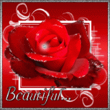 الصورة الرمزية katreen