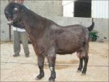 الصورة الرمزية ali-9080