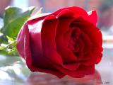 الصورة الرمزية اسراء عبده