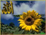 الصورة الرمزية salman bayomy